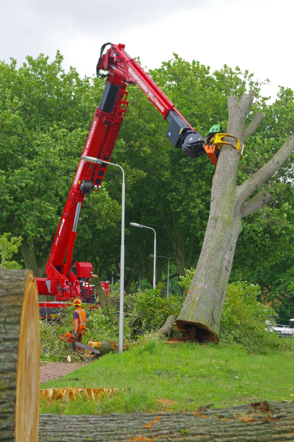 Rooien iepen in Delft Boomrooierij Weijtmans
