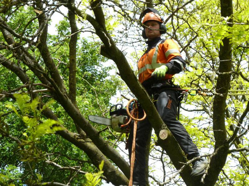 Snoeien van een gleditsia in een particuliere tuin - Foto 1