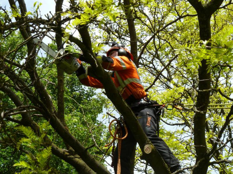 Snoeien van een gleditsia in een particuliere tuin - Foto 2