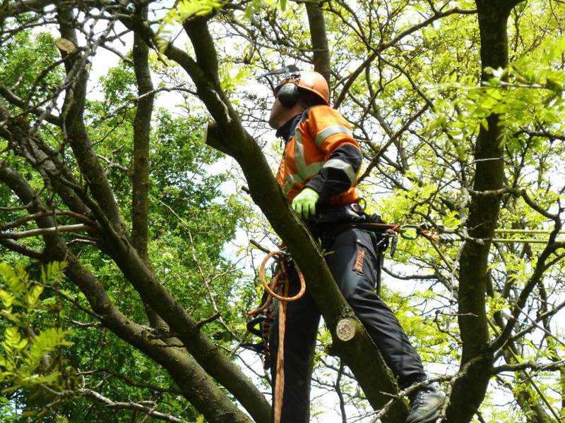 Snoeien van een gleditsia in een particuliere tuin - Foto 4