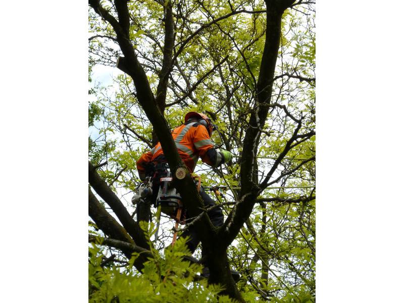 Snoeien van een gleditsia in een particuliere tuin - Foto 5