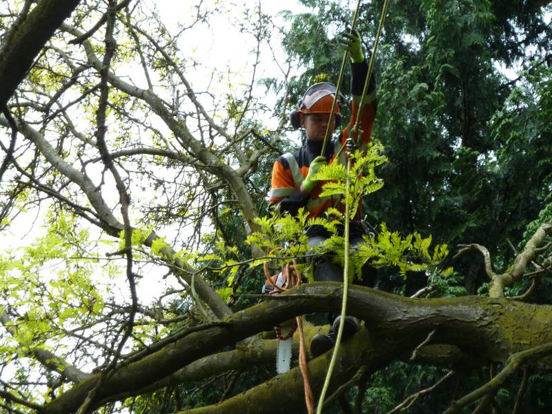 Snoeien van een gleditsia in een particuliere tuin - Foto 6