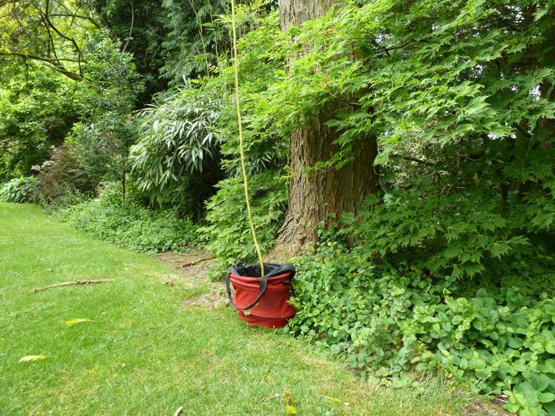 Snoeien van een gleditsia in een particuliere tuin - Foto 7