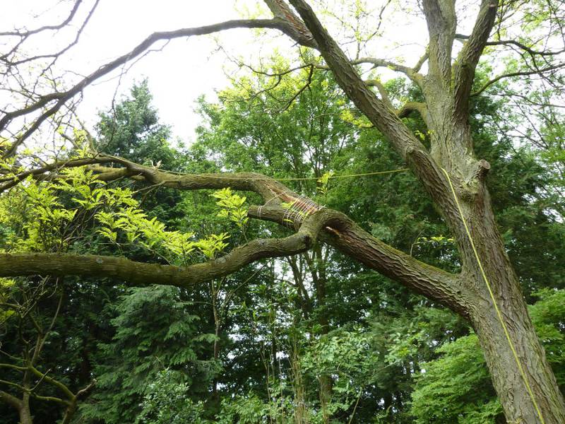 Snoeien van een gleditsia in een particuliere tuin - Foto 8