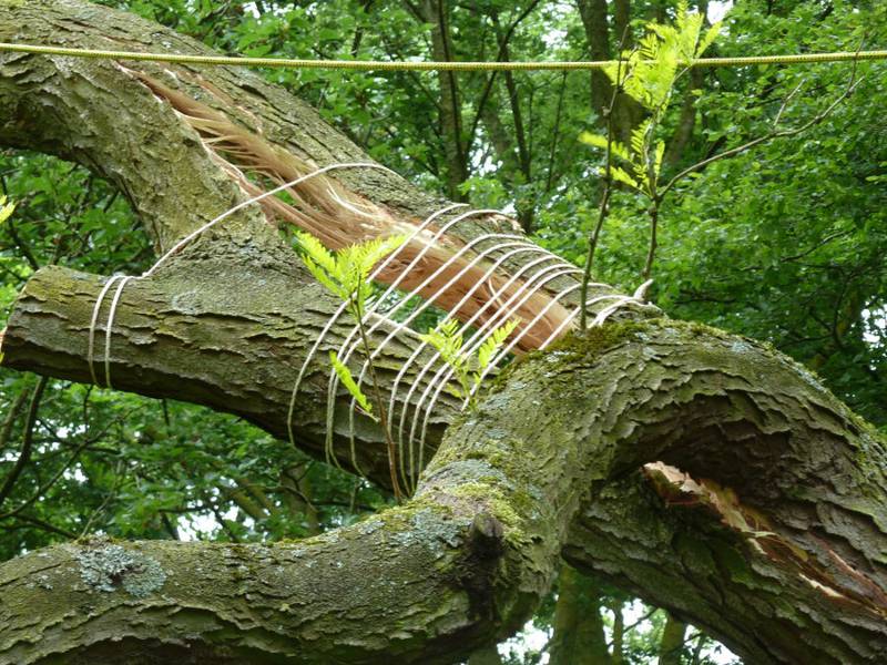 Snoeien van een gleditsia in een particuliere tuin - Foto 9