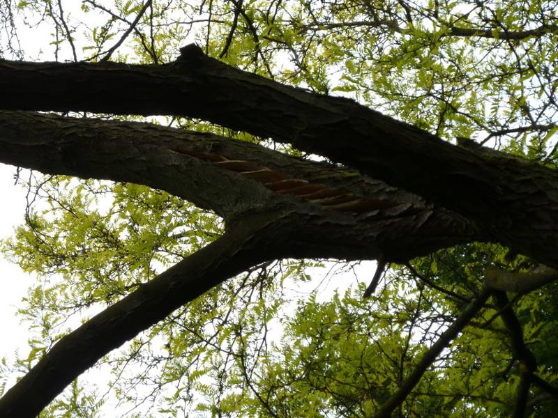 Snoeien van een gleditsia in een particuliere tuin - Foto 10