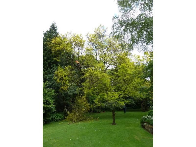 Snoeien van een gleditsia in een particuliere tuin - Foto 11