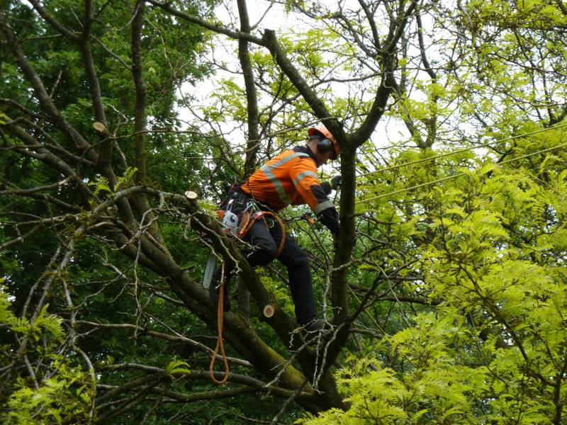 Snoeien van een gleditsia in een particuliere tuin - Foto 12