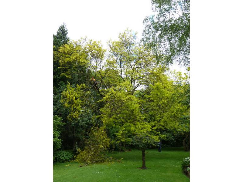 Snoeien van een gleditsia in een particuliere tuin - Foto 13