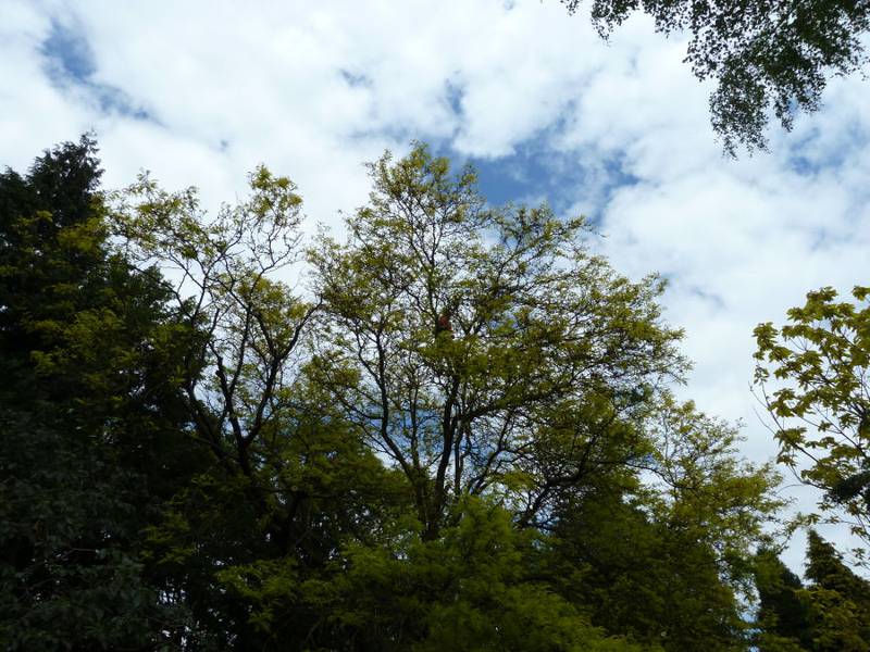 Snoeien van een gleditsia in een particuliere tuin - Foto 14