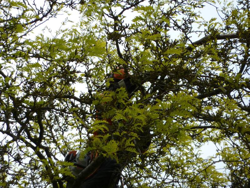 Snoeien van een gleditsia in een particuliere tuin - Foto 15