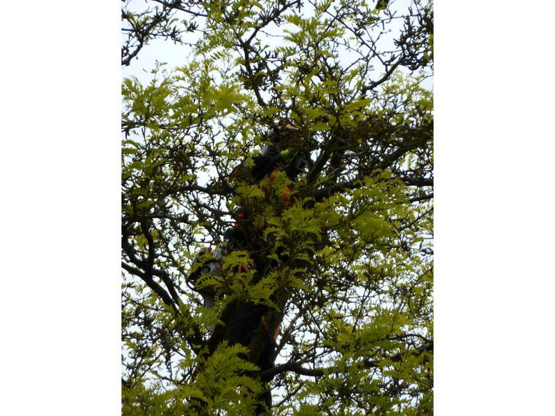 Snoeien van een gleditsia in een particuliere tuin - Foto 16