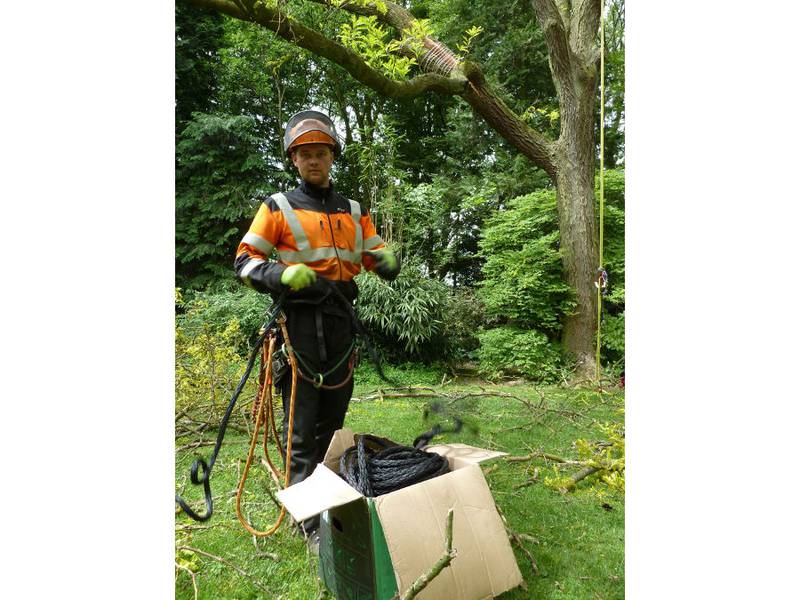 Snoeien van een gleditsia in een particuliere tuin - Foto 18