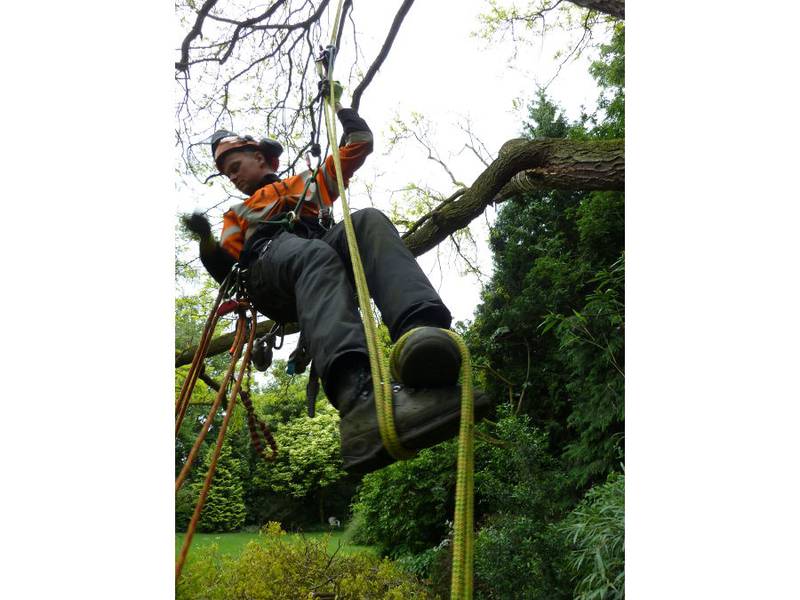 Snoeien van een gleditsia in een particuliere tuin - Foto 25