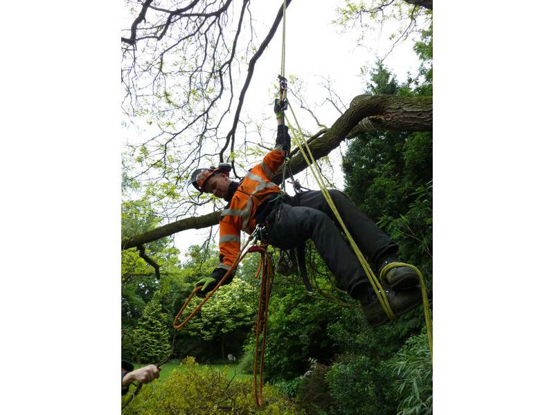 Snoeien van een gleditsia in een particuliere tuin - Foto 26