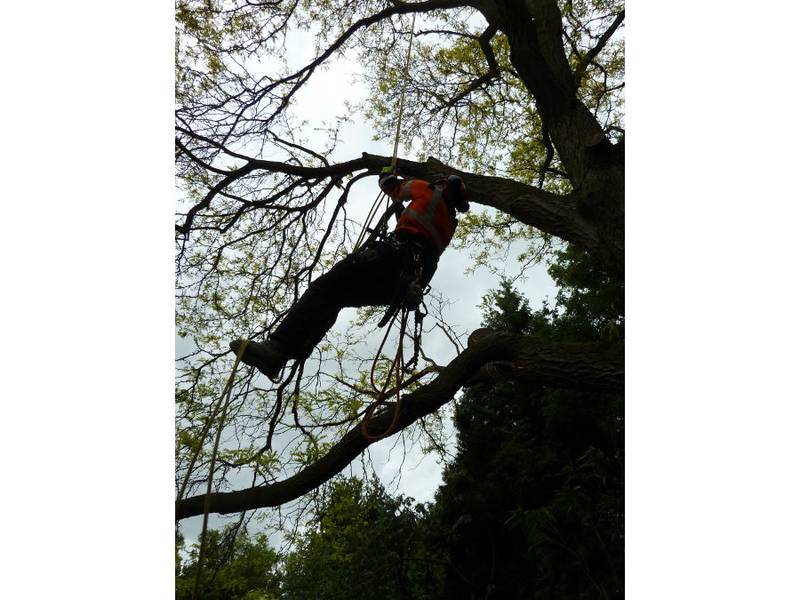 Snoeien van een gleditsia in een particuliere tuin - Foto 27