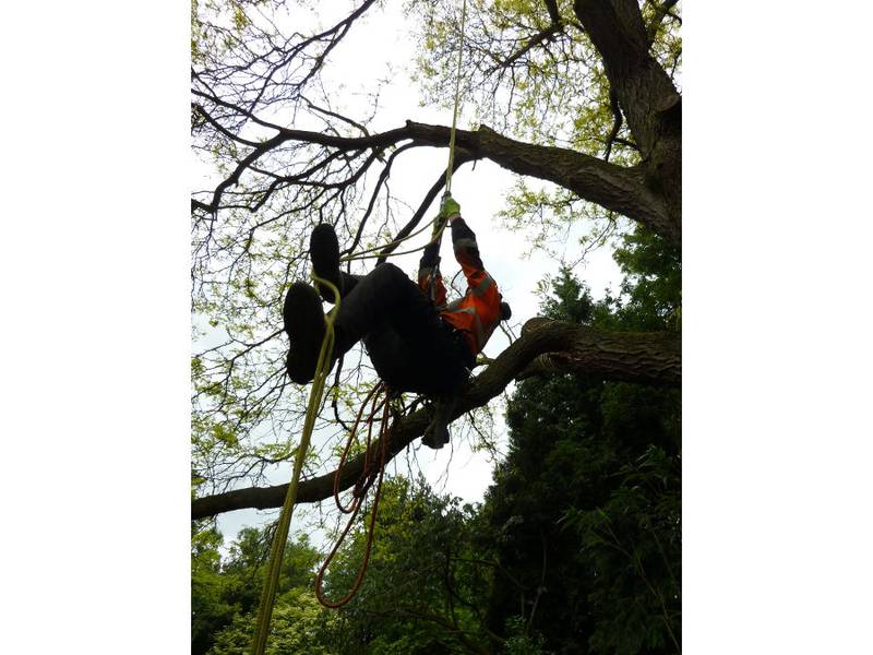 Snoeien van een gleditsia in een particuliere tuin - Foto 28