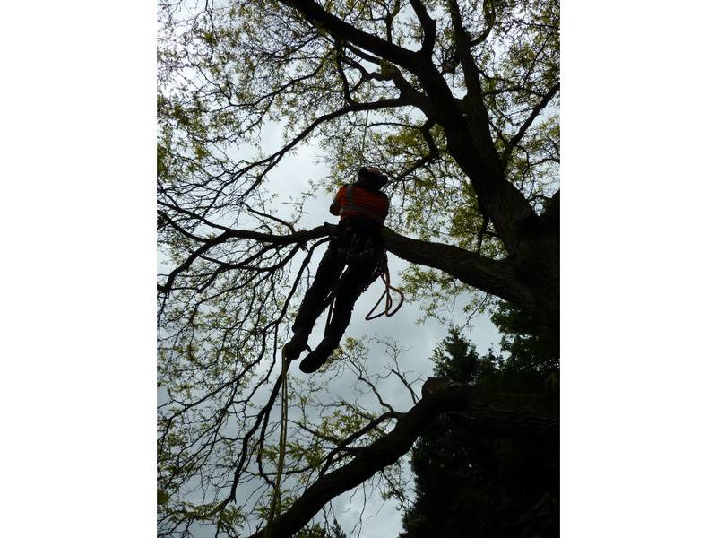 Snoeien van een gleditsia in een particuliere tuin - Foto 29