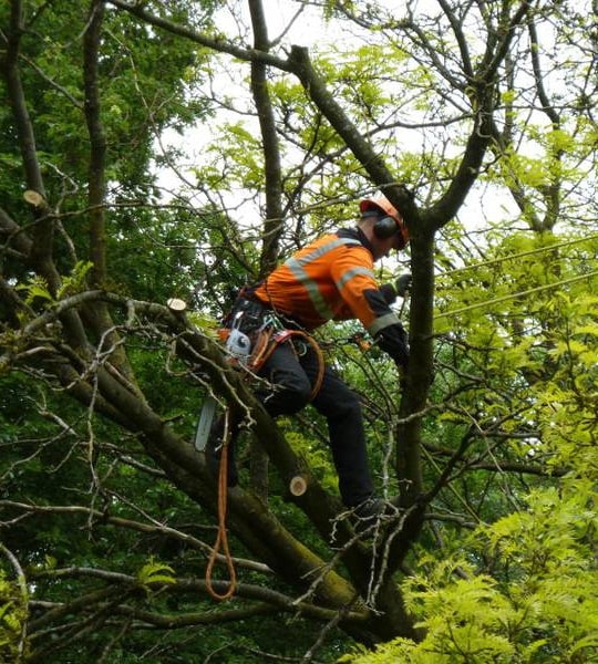 Snoeien van een gleditsia in een particuliere tuin