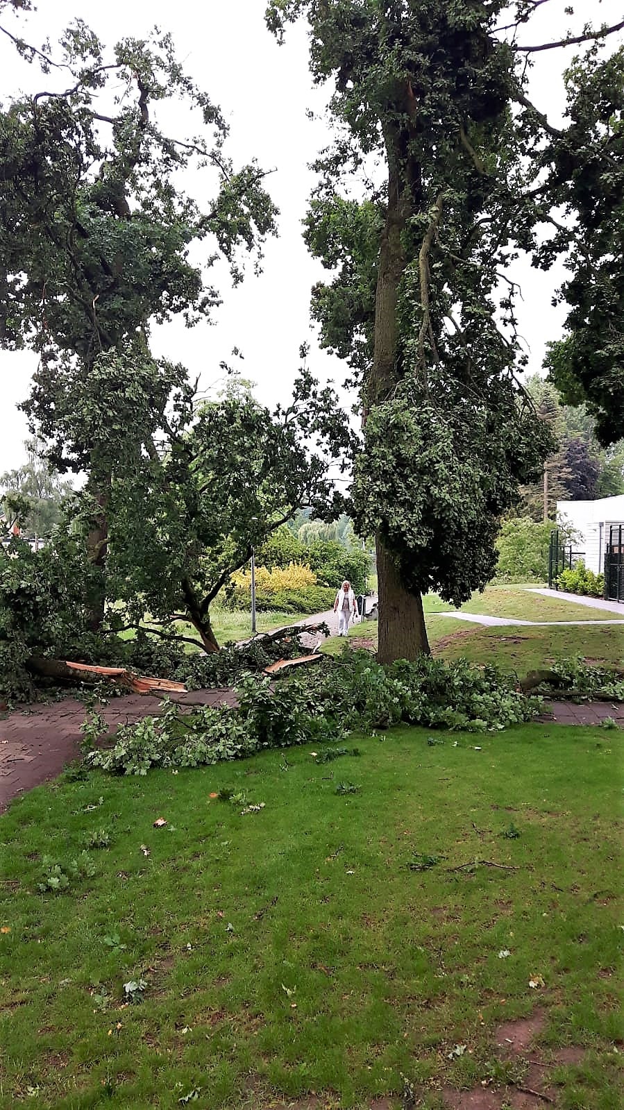 Stormschade Eindhoven - Foto 3