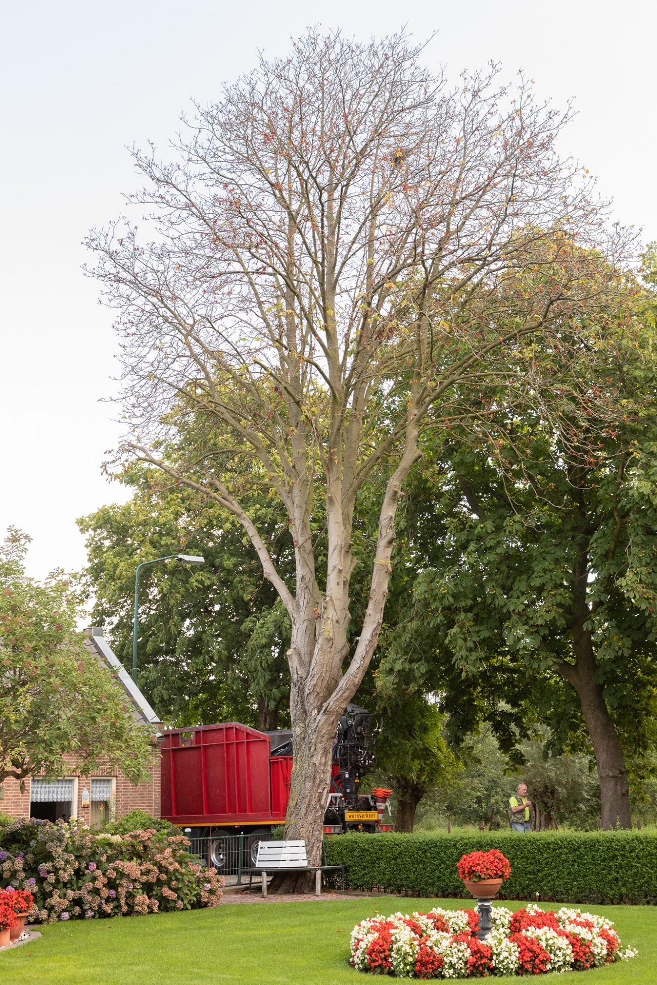 Boom bij boerderij - Foto 3