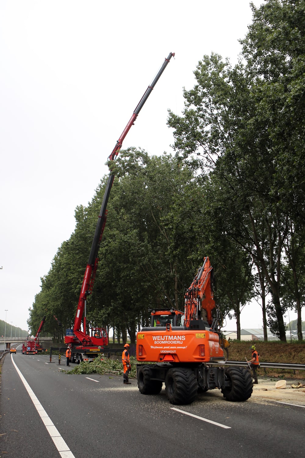 Bomen rooien rijksweg A20 - Foto 4