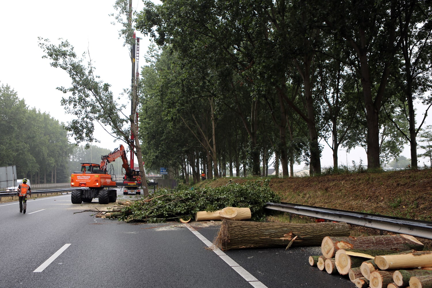 Bomen rooien rijksweg A20 - Foto 6