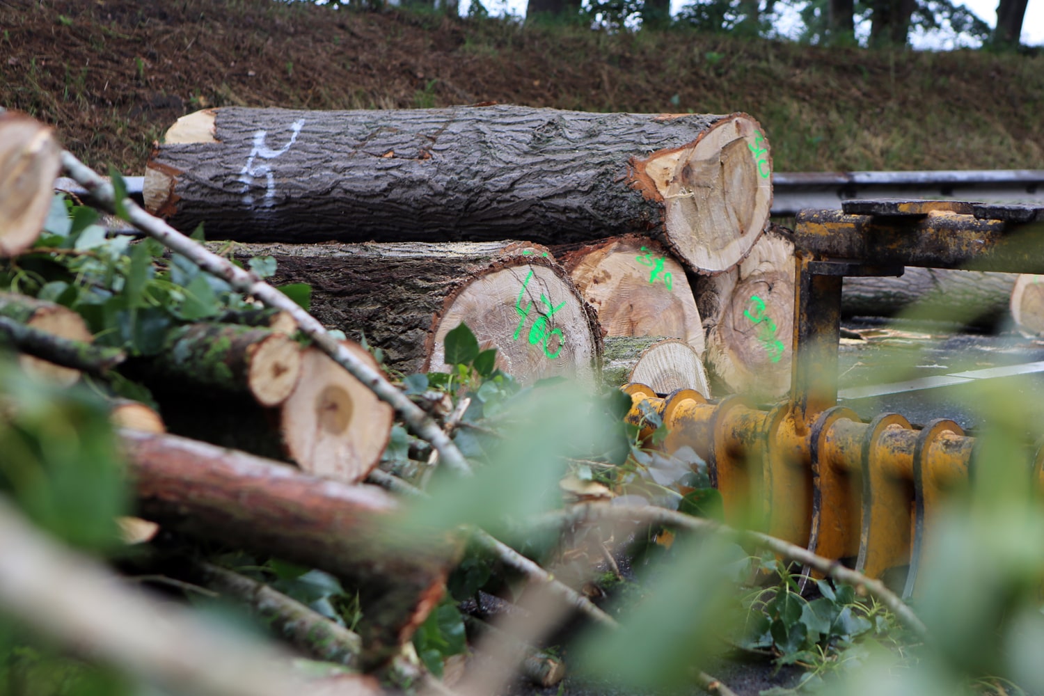 Bomen rooien rijksweg A20 - Foto 24
