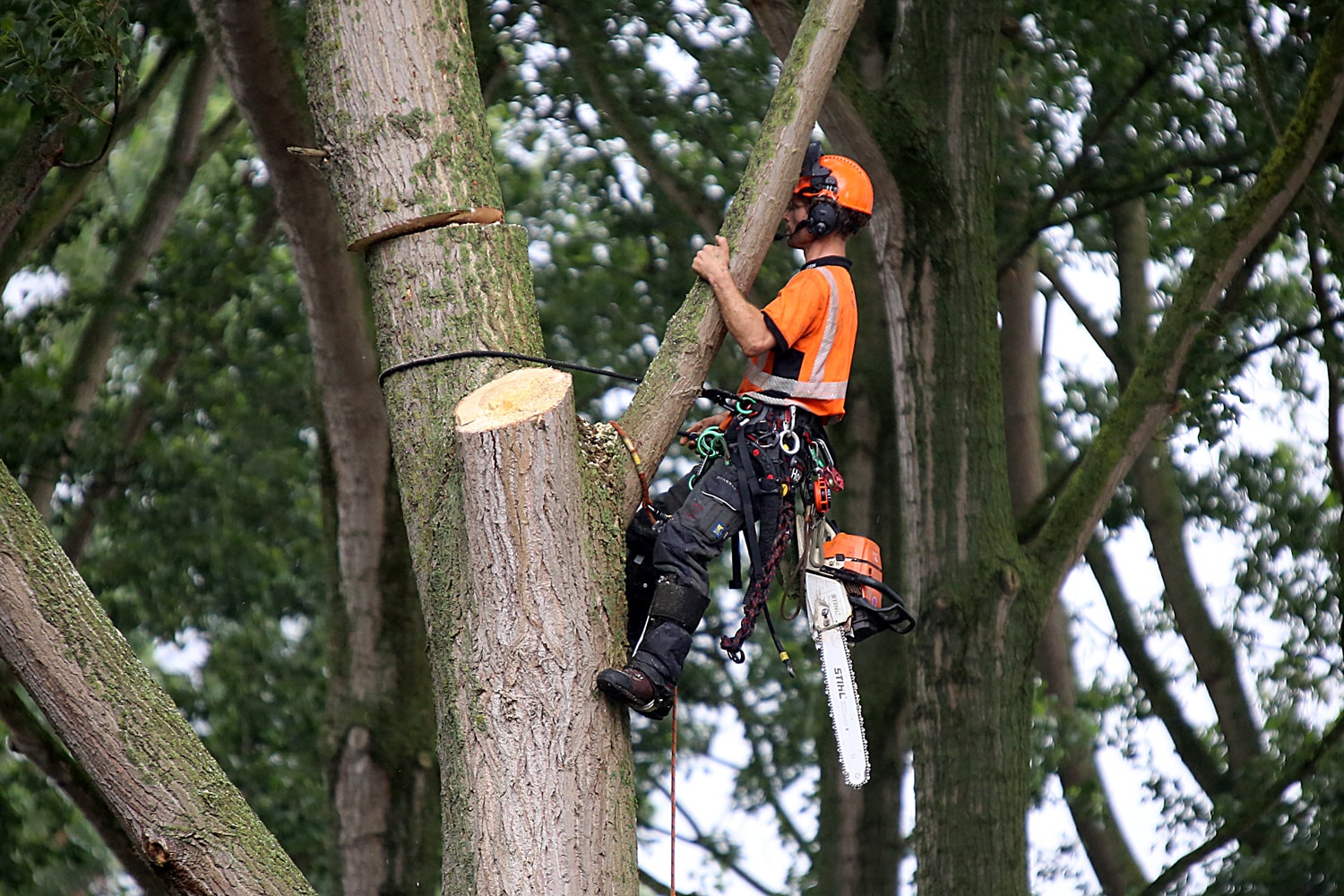 Bomen rooien rijksweg A20 - Foto 26