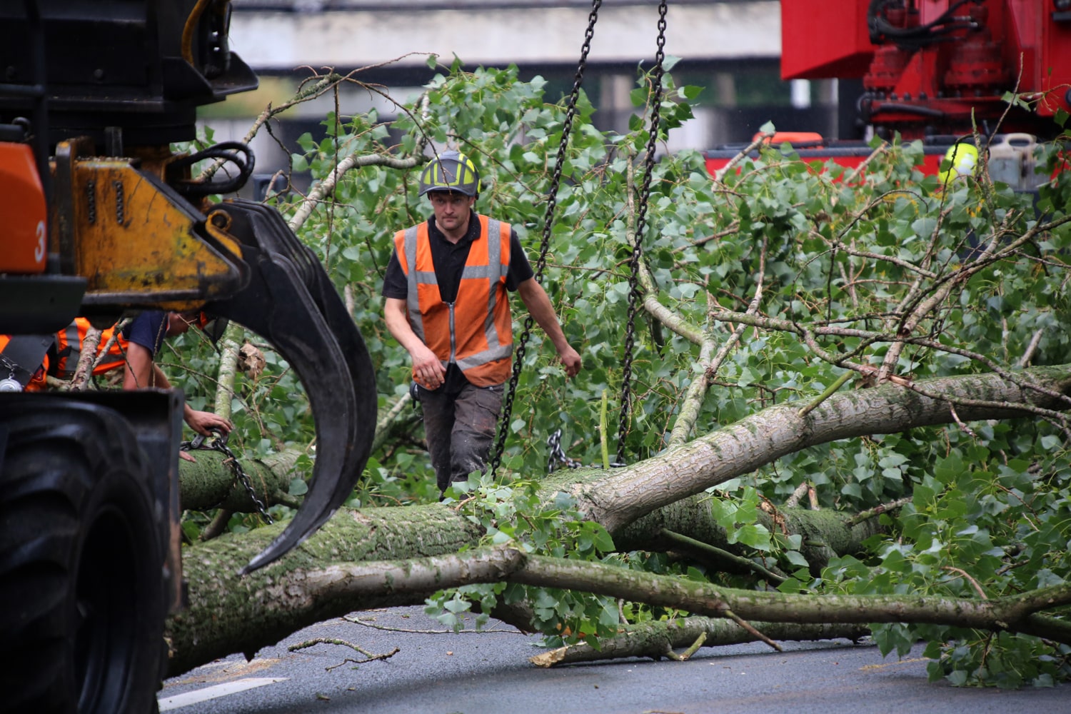 Bomen rooien rijksweg A20 - Foto 29