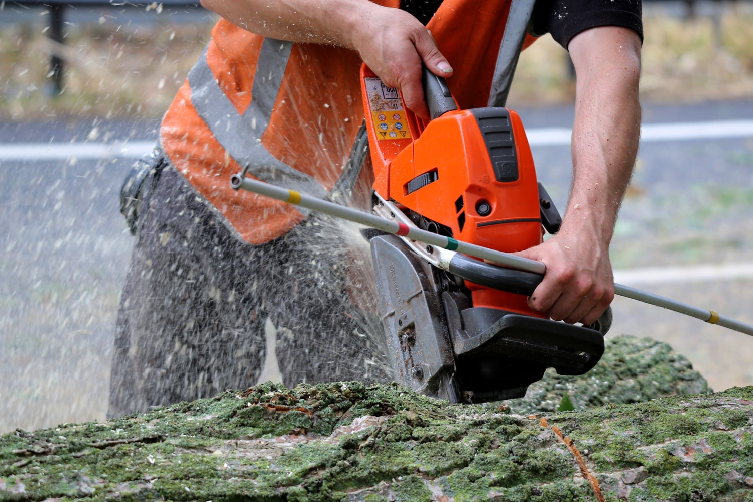 Bomen rooien rijksweg A20 - Foto 31