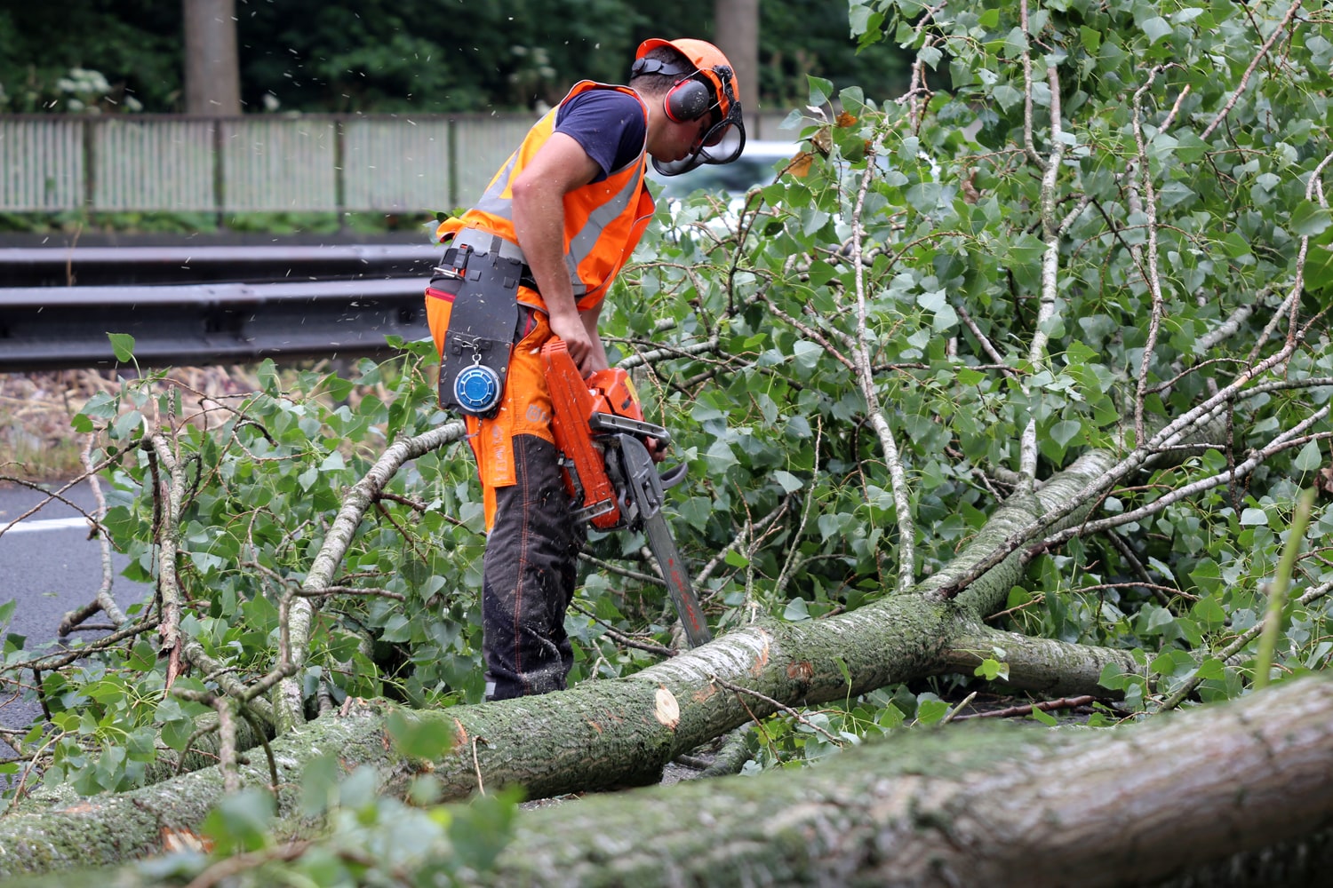 Bomen rooien rijksweg A20 - Foto 32