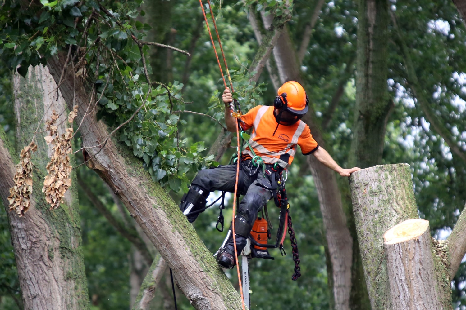 Bomen rooien rijksweg A20 - Foto 34