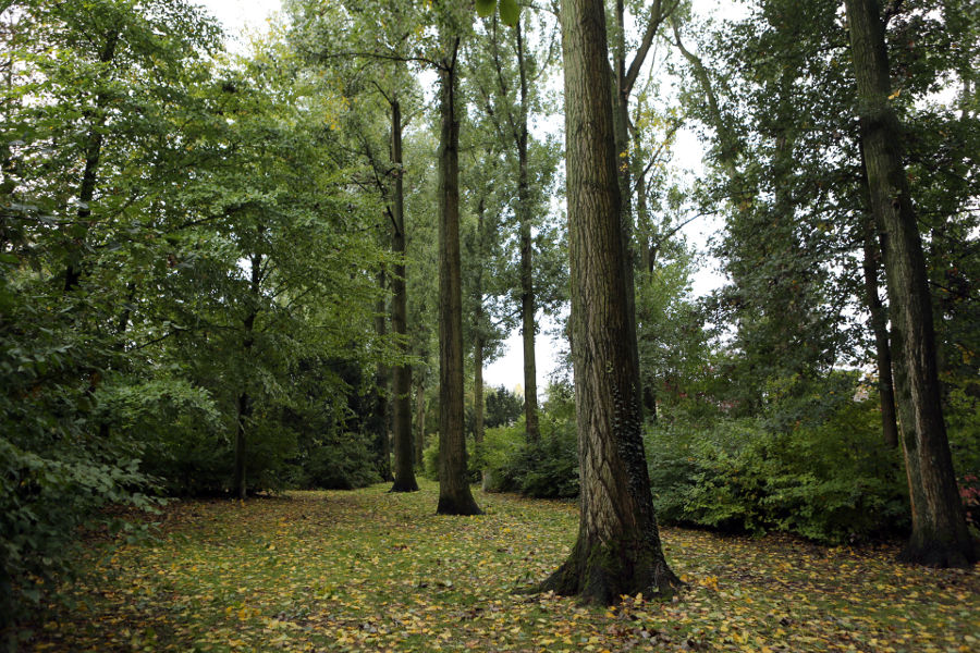 Eindhoven – Rooien populieren - Foto 1