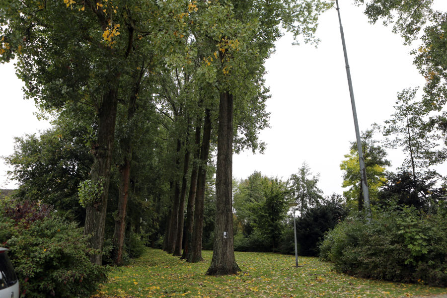 Eindhoven – Rooien populieren - Foto 2