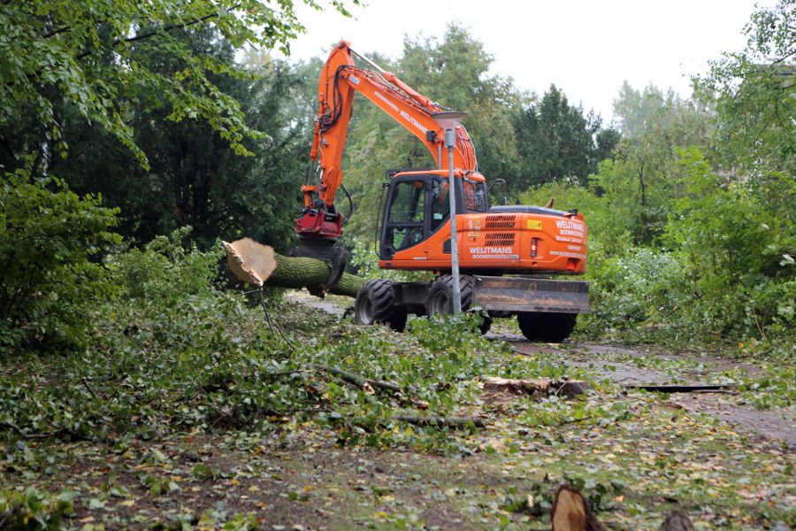 Eindhoven – Rooien populieren - Foto 4
