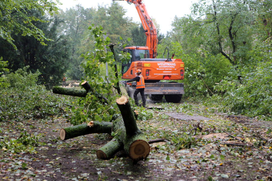 Eindhoven – Rooien populieren - Foto 5