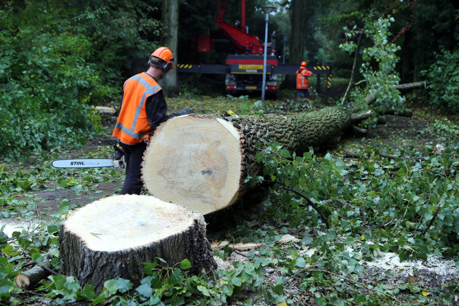 Eindhoven – Rooien populieren - Foto 6
