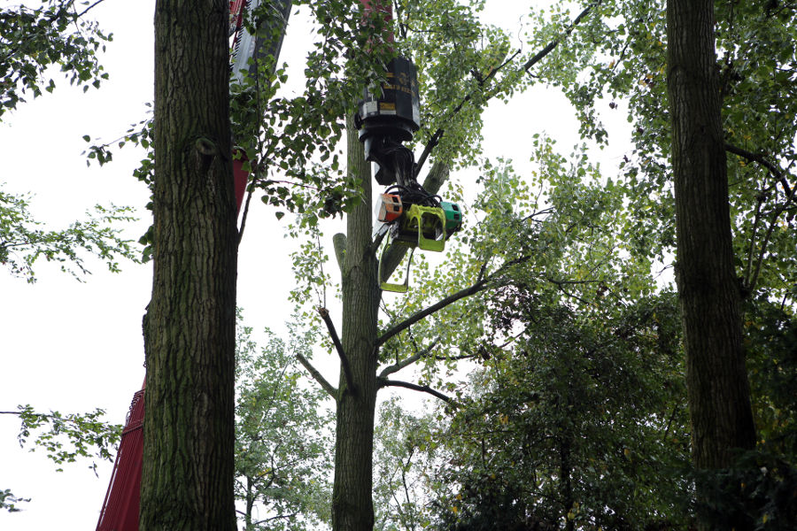 Eindhoven – Rooien populieren - Foto 7