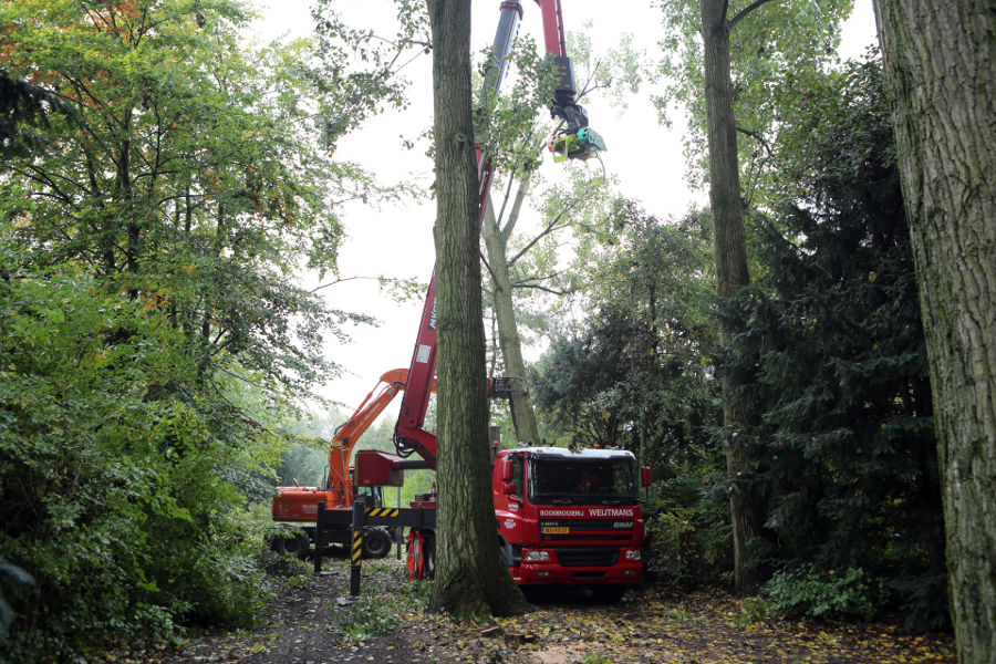 Eindhoven – Rooien populieren - Foto 8