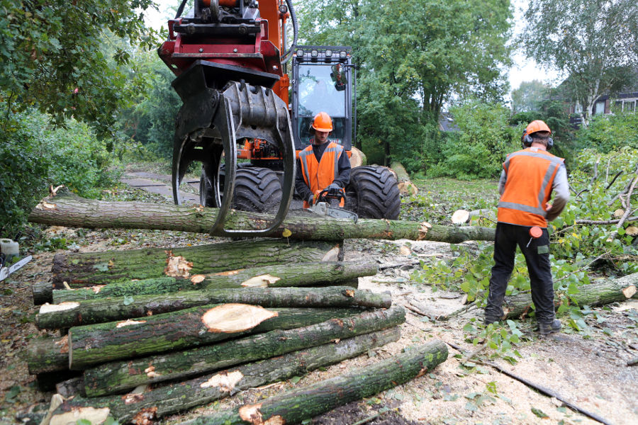 Eindhoven – Rooien populieren - Foto 11