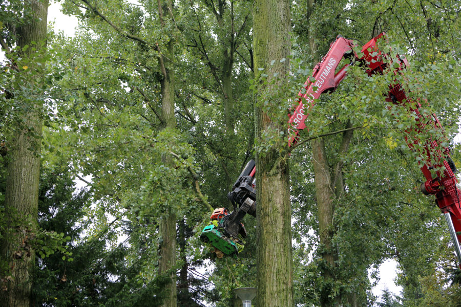 Eindhoven – Rooien populieren - Foto 13