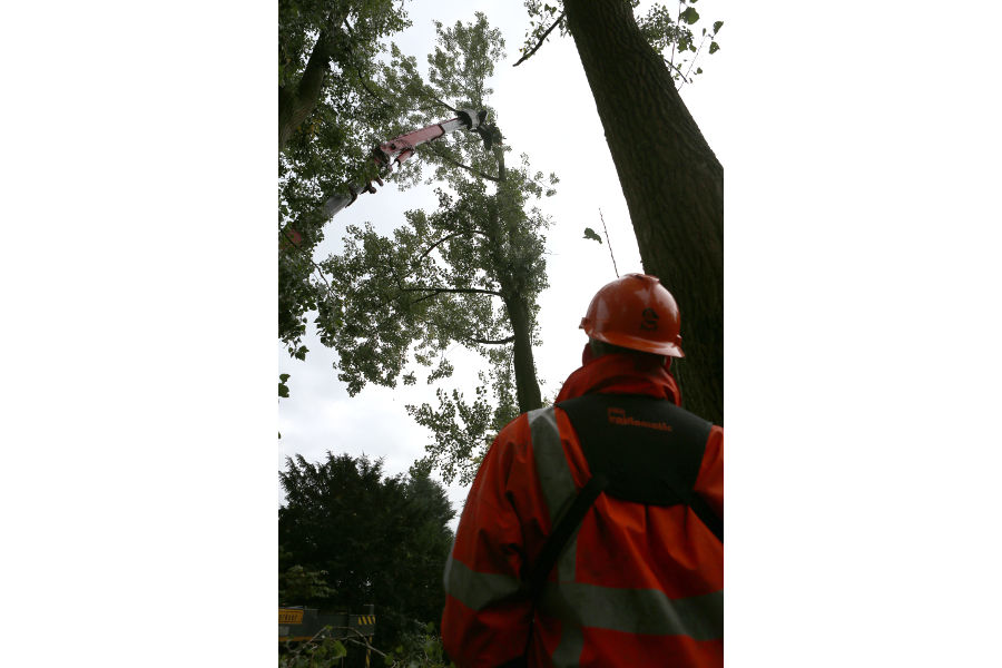 Eindhoven – Rooien populieren - Foto 14