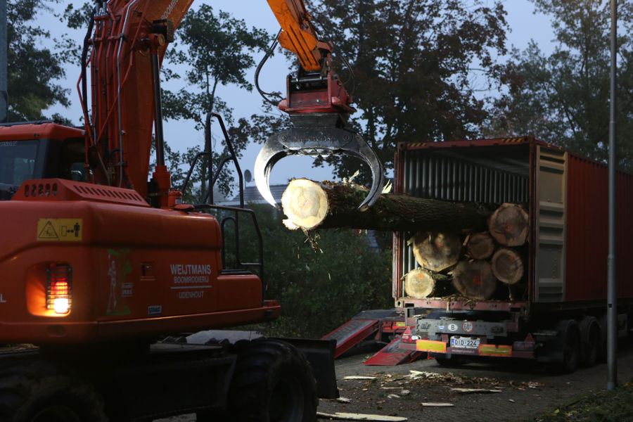 Eindhoven – Rooien populieren - Foto 17