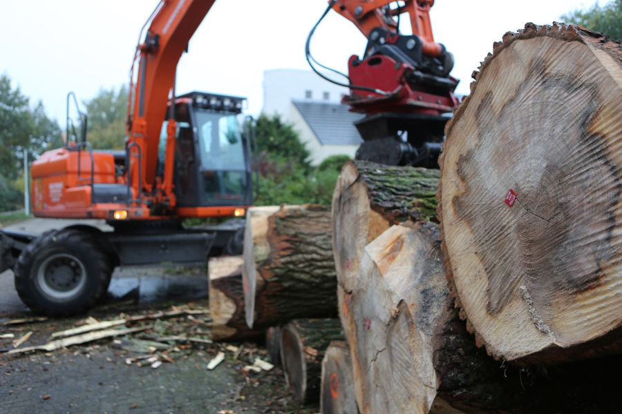 Eindhoven – Rooien populieren - Foto 18