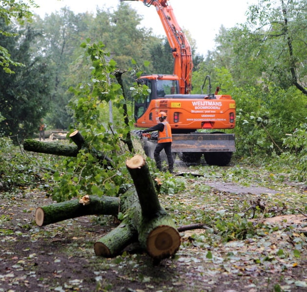 Eindhoven – Rooien populieren