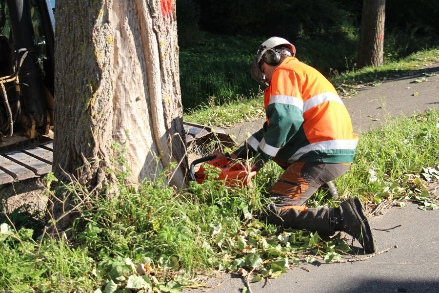 Dordrecht – dunning populieren - Foto 3