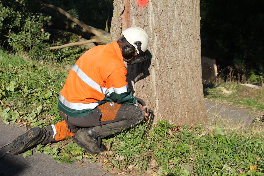 Dordrecht – dunning populieren - Foto 4