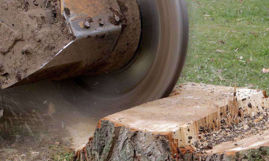 Rooien, ruimen, frezen van 500 populieren in de gemeente Beuningen - Foto 2