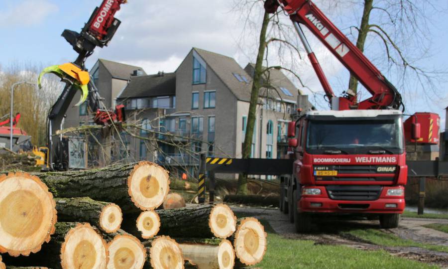 Rooien, ruimen, frezen van 500 populieren in de gemeente Beuningen - Foto 4